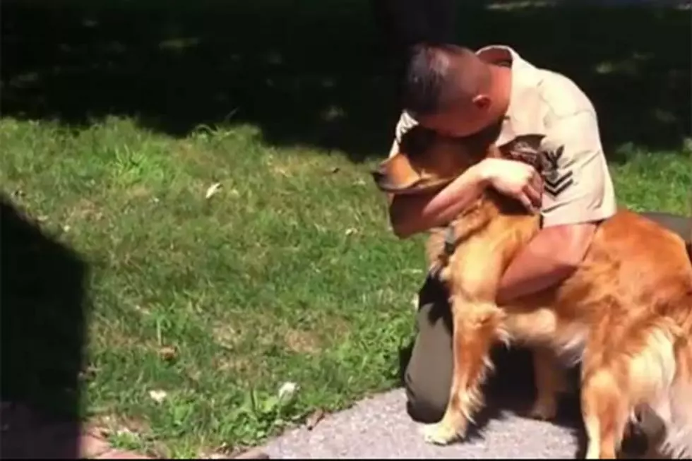 Sailor Welcomed Home by His Golden Retriever Lucas [VIDEO]