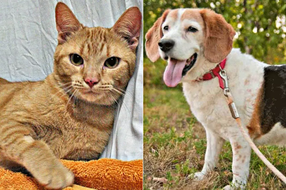 Pet Patrol: Meet Ginger and Sammy
