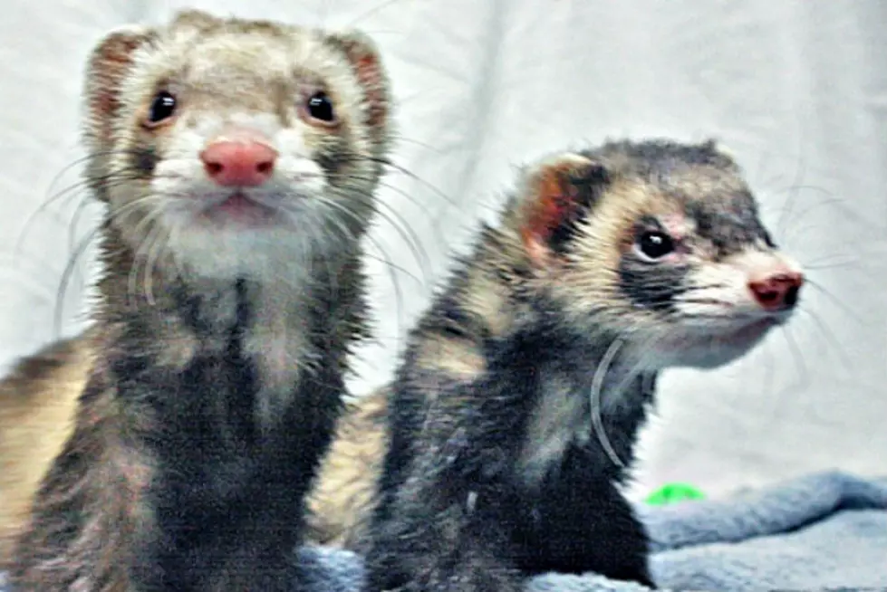 Pair of Playful Ferrets Looking for a Fun Home [VIDEO]