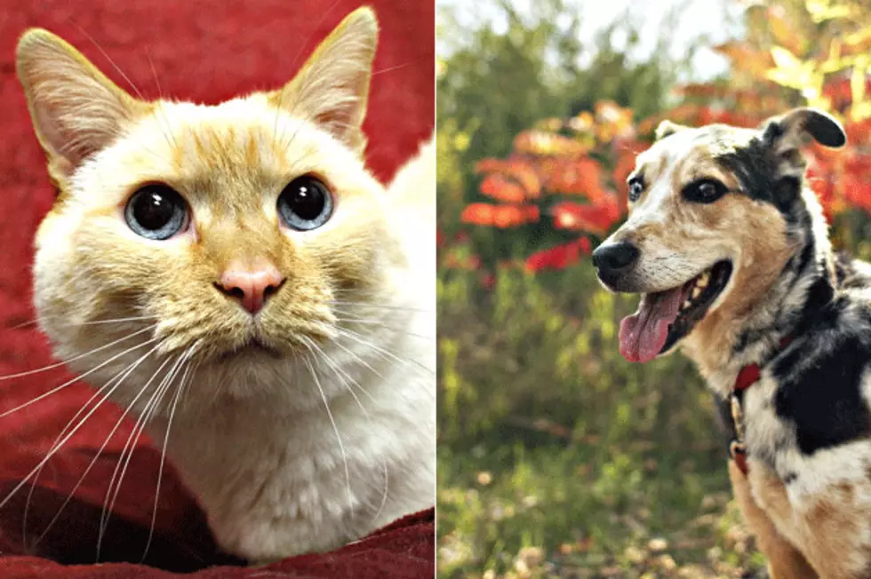 Pet Patrol: Meet Silas and Rocky
