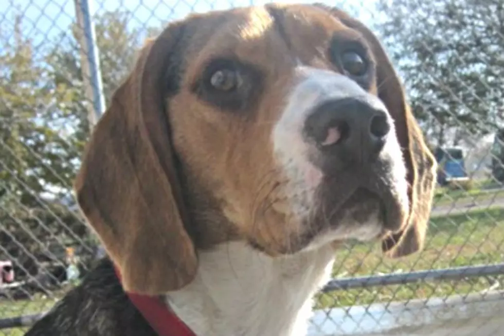 Pet Patrol: Meet Cody The Beautiful Beagle
