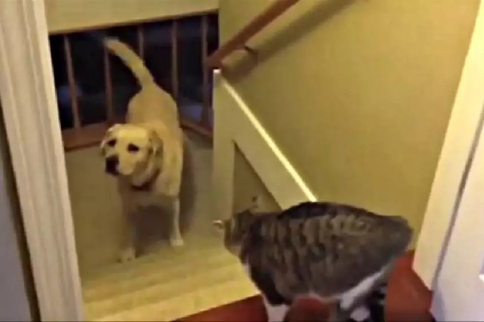 These Dogs Realize Cats Rule The Roost [VIDEO]