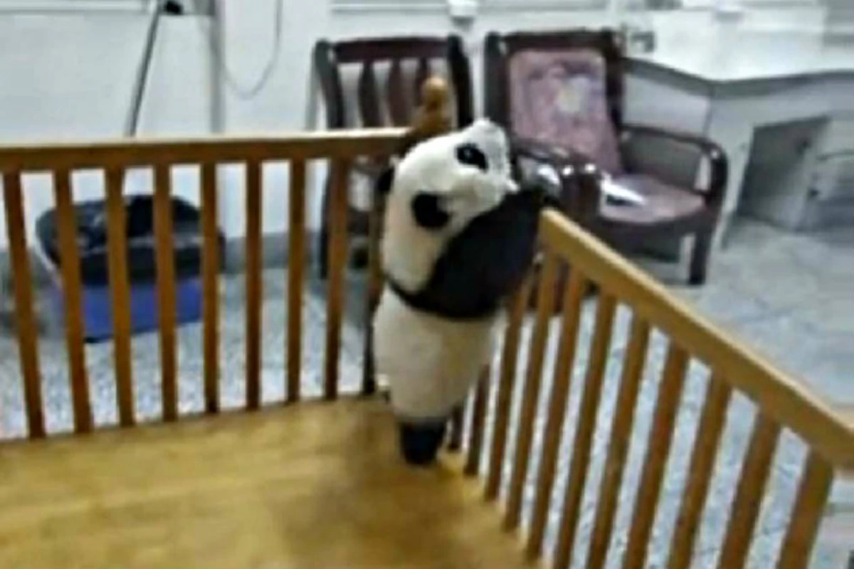 Cute Baby Panda Tries To Escape From Pen [VIDEO]