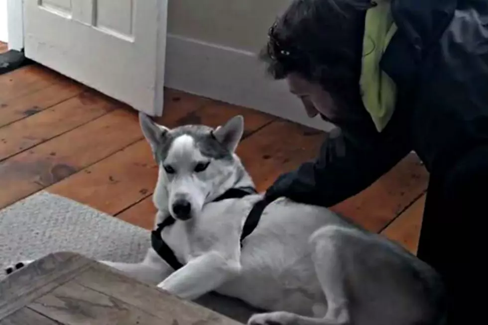Stubborn Husky Says &#8216;No&#8217; To Going In Kennel [VIDEO]