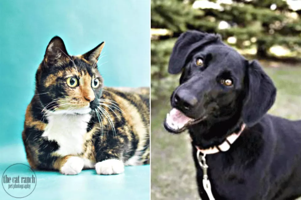 Pet Patrol: Meet Maisy And Lucy-Lu
