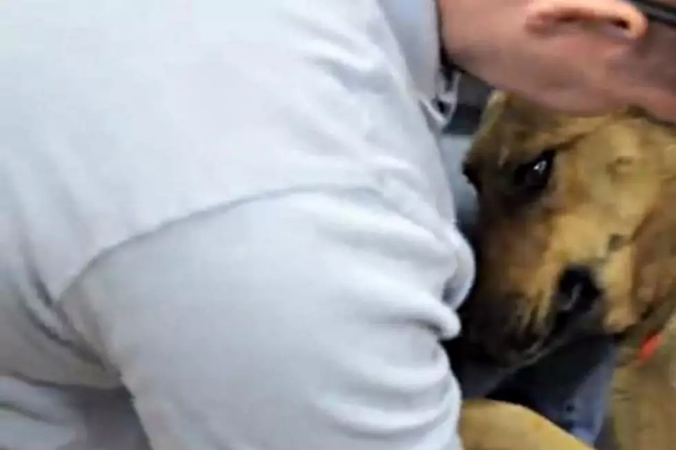 Lost German Shepherd Reunited With Owner After Seven Months [VIDEO]