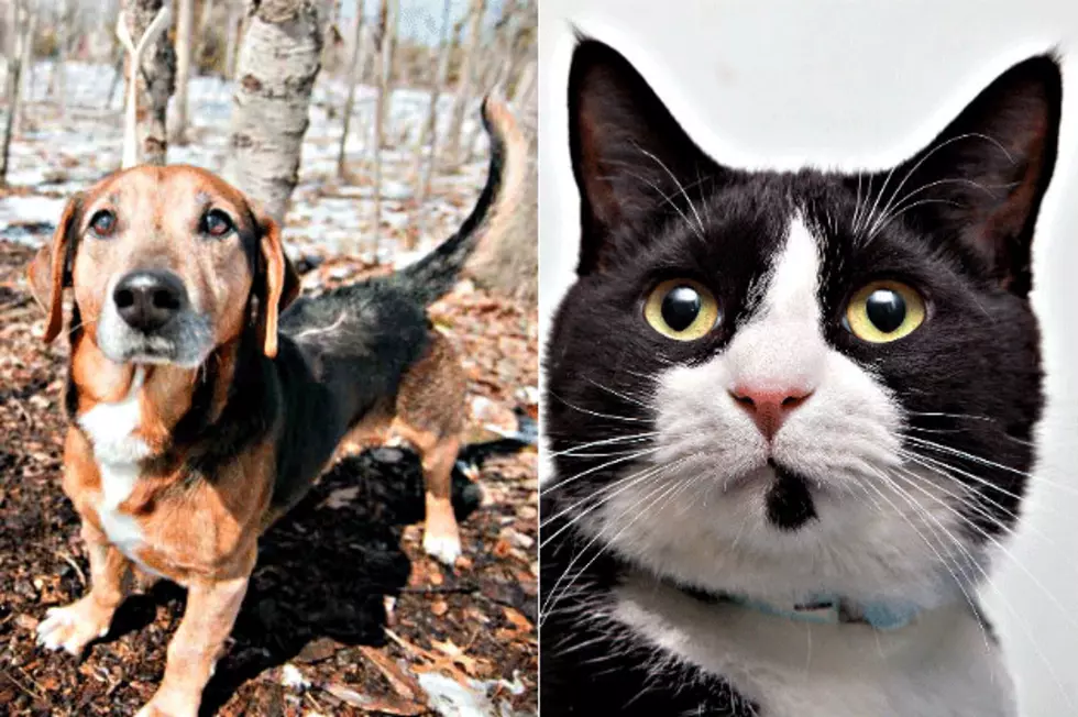 Pet Patrol: Meet Stewy And Jack Sparrow