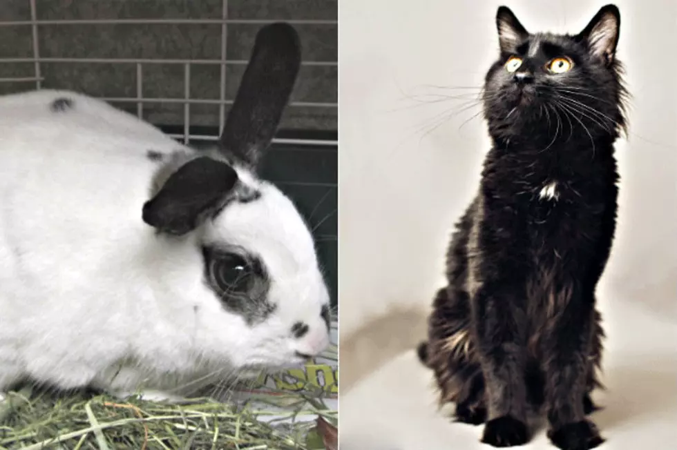 Pet Patrol: Meet Bunny And Chuck