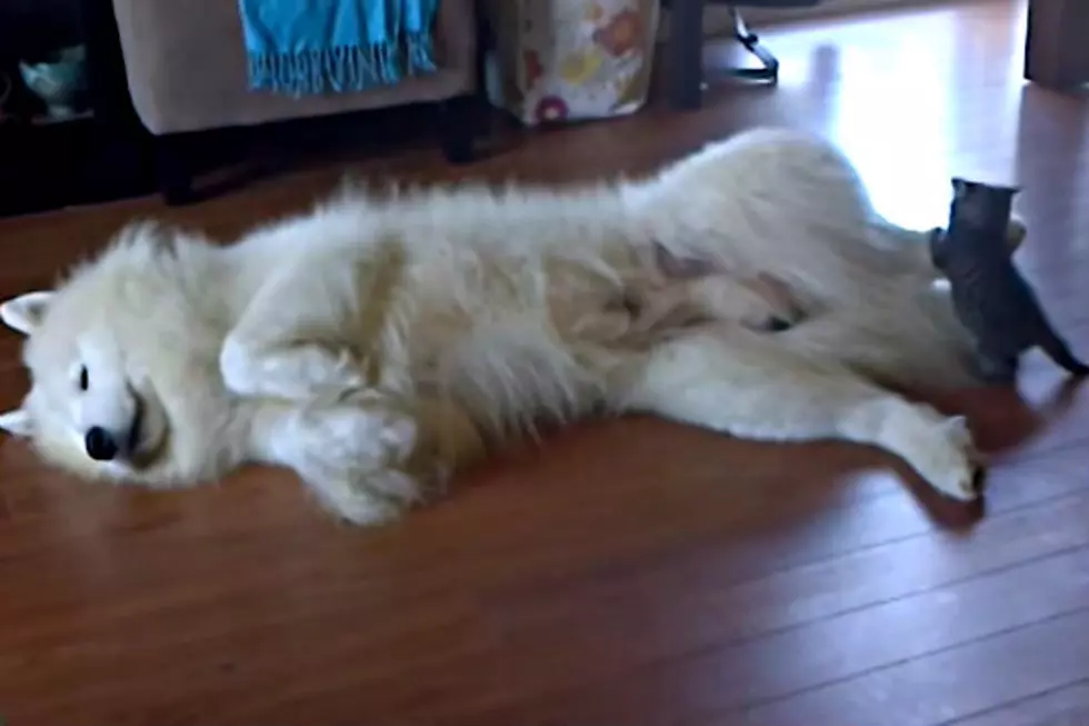 Big Dog, Little Kitten Are The Best Of Friends [VIDEO]
