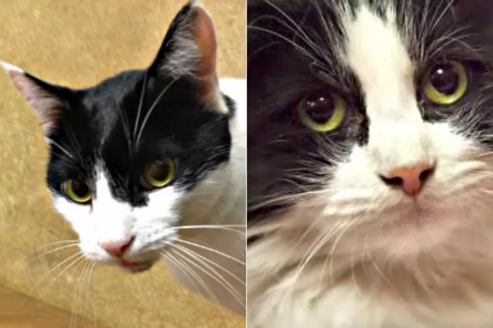 Sweet Floyd Looking For A Home For Himself And His Pal Frankie [VIDEO]