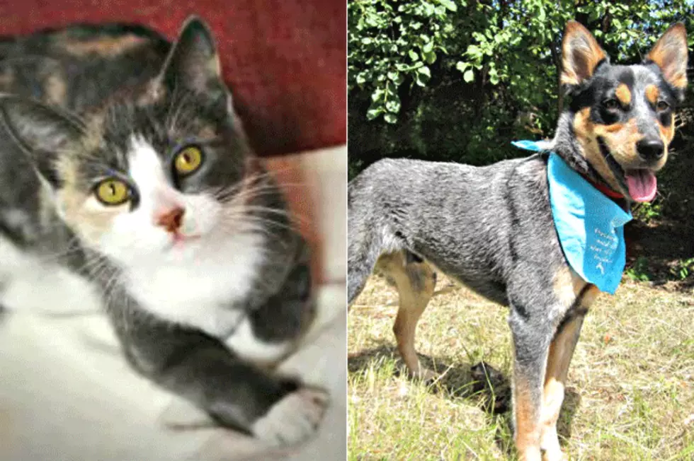 Pet Patrol: Meet Roundy And Chance