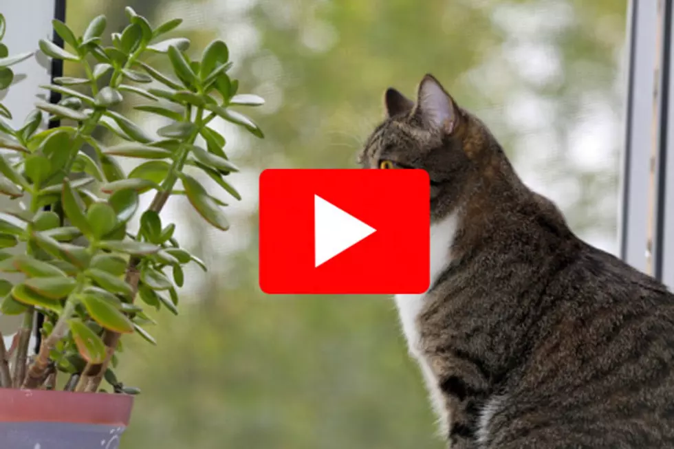 Things Cats Do That Would Be Creepy If You Did Them [Watch]