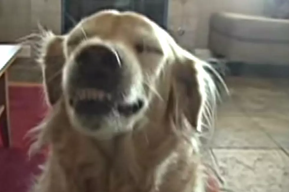 This Golden Retriever Has The Cutest Talent Ever [VIDEO]