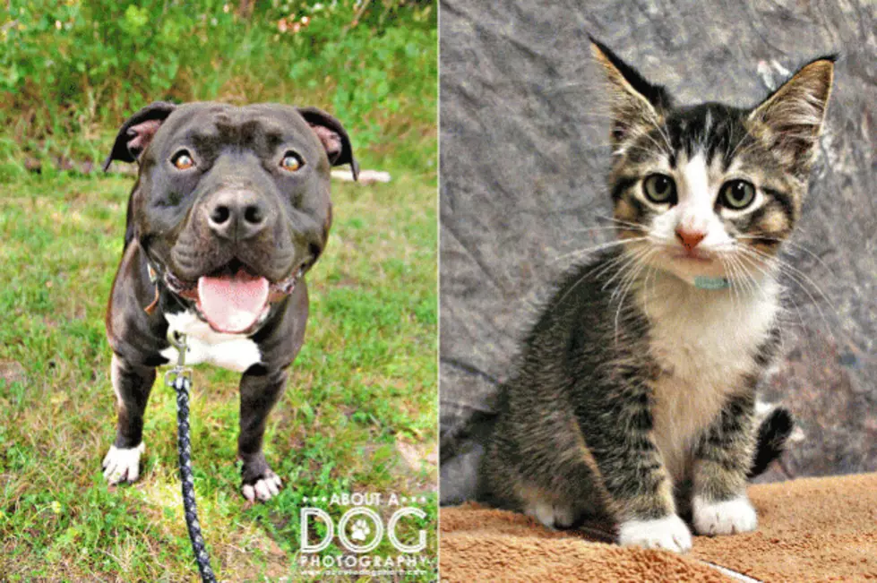 Pet Patrol:  Meet Hershey And Kittens