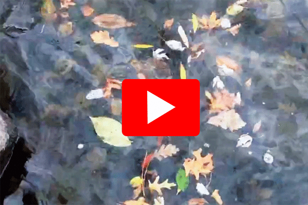 Leaves In The River: Today&#8217;s Zentral Minnesota Moment [Video]