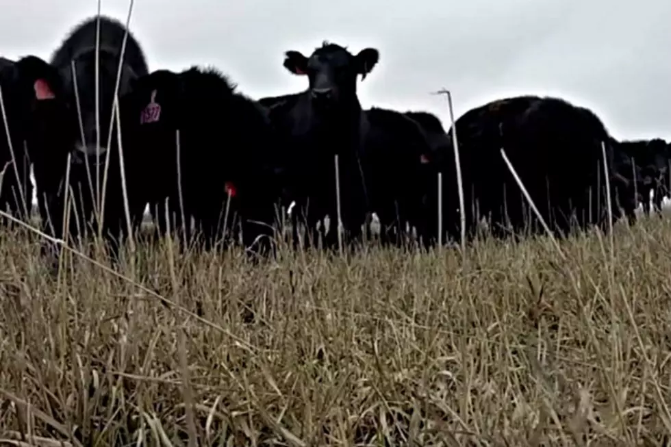 Cows Come Dashing Through The Field When They Hear ‘Jingle Bells’ [VIDEO]
