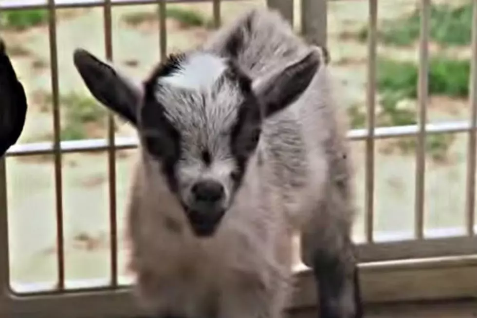 Baby Goat Meets Puppies For The Very First Time And It’s Adorable [VIDEO]