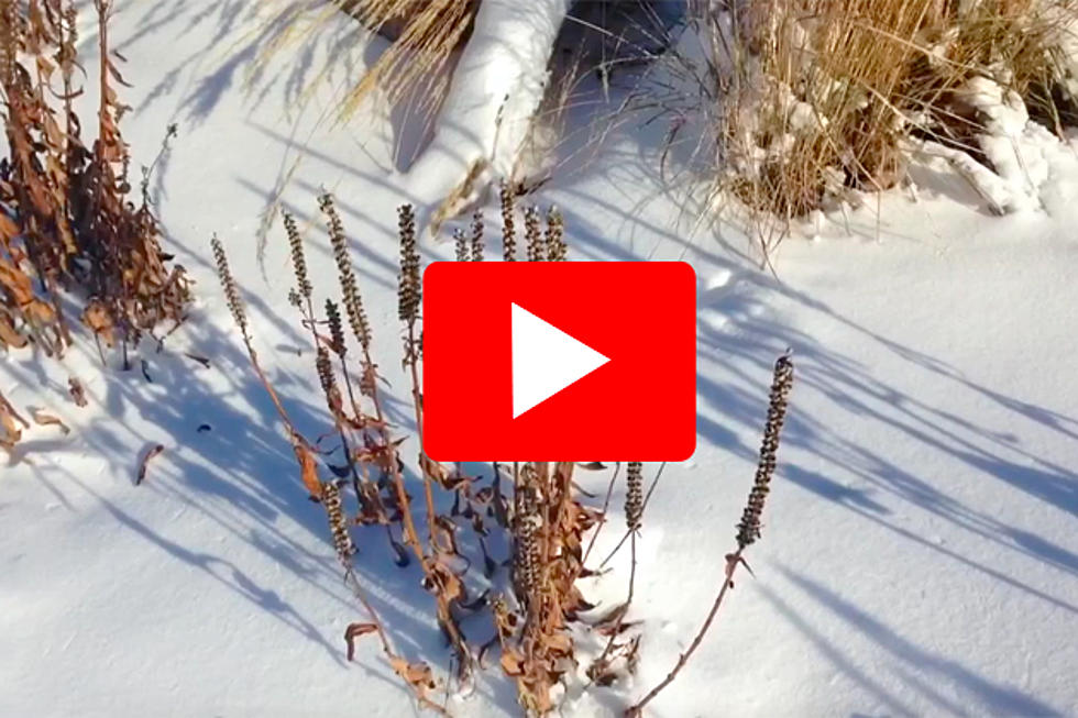 Snow On the Prairie: Today&#8217;s Zentral Minnesota Moment [Watch]