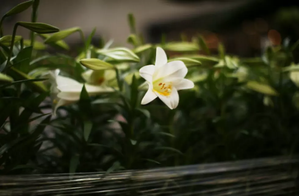 Easter Lilies Are Pretty, But Toxic To Cats