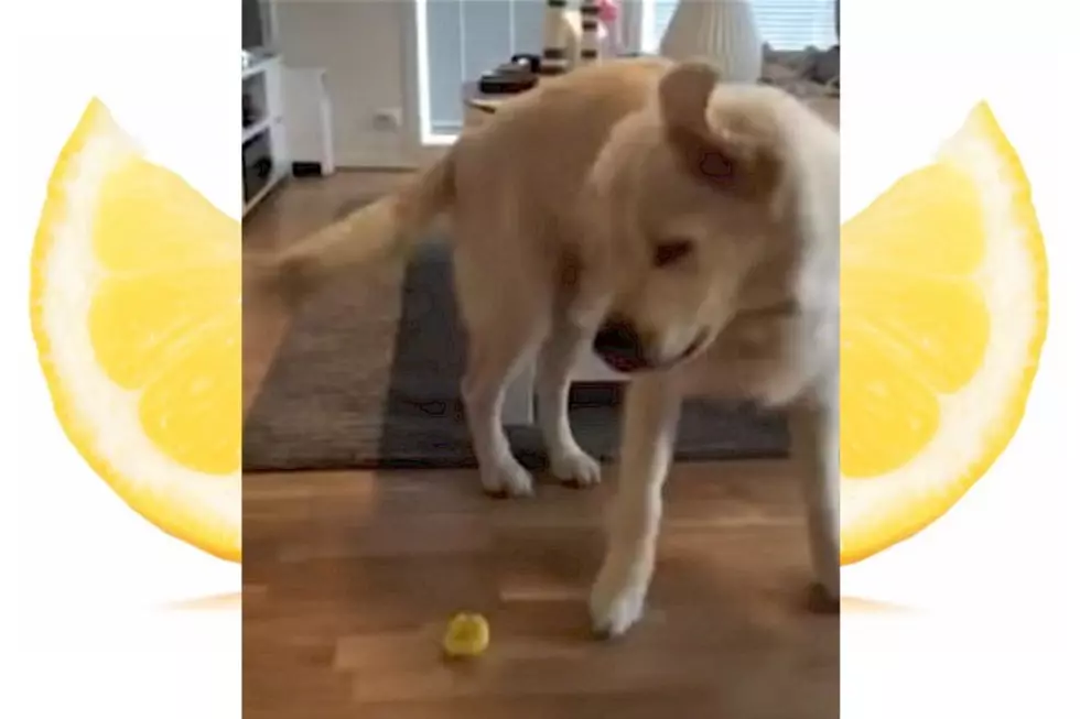 Dog Has Crazy Reaction To Tasting Lemon For The First Time [VIDEO]