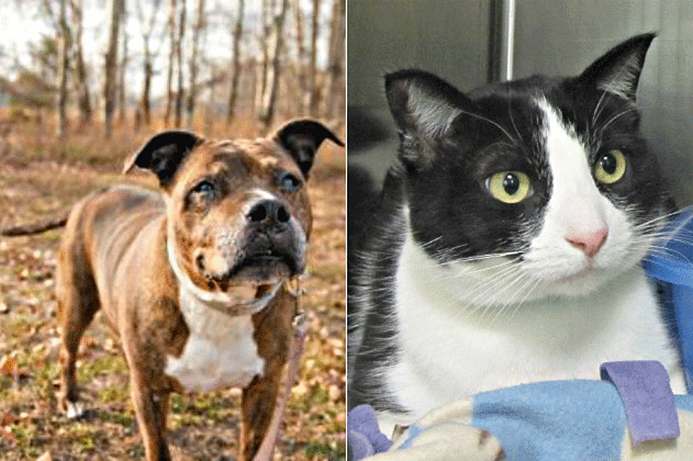 Pet Patrol: Meet Sophie and Wilson