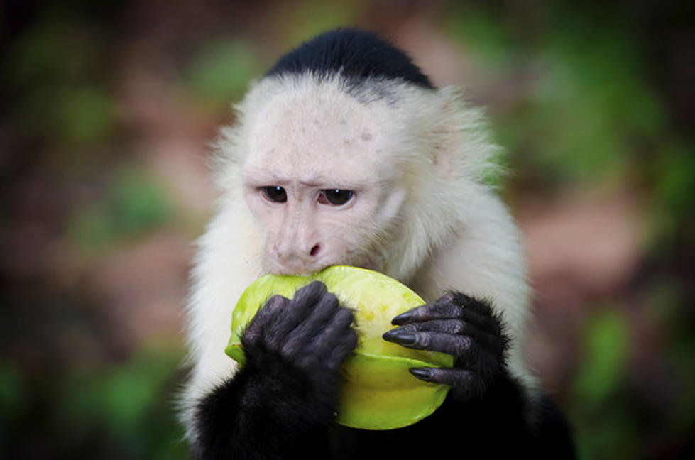 Monkey Meeting Puppies For the First Time Will Melt Your Heart [VIDEO]