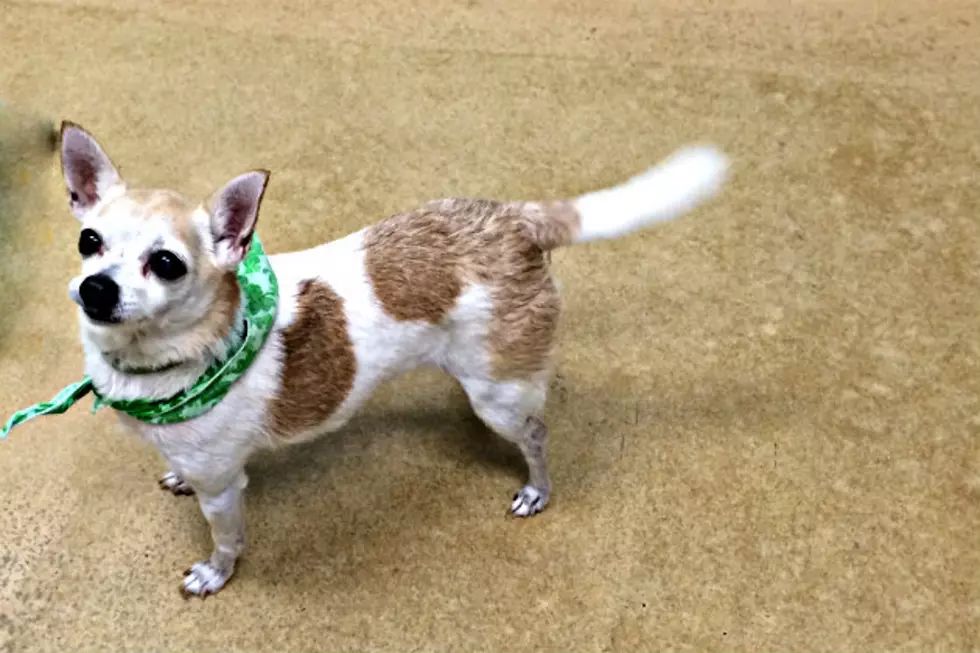 Honey is a Sassy Little Pup Looking for a New Home [VIDEO]