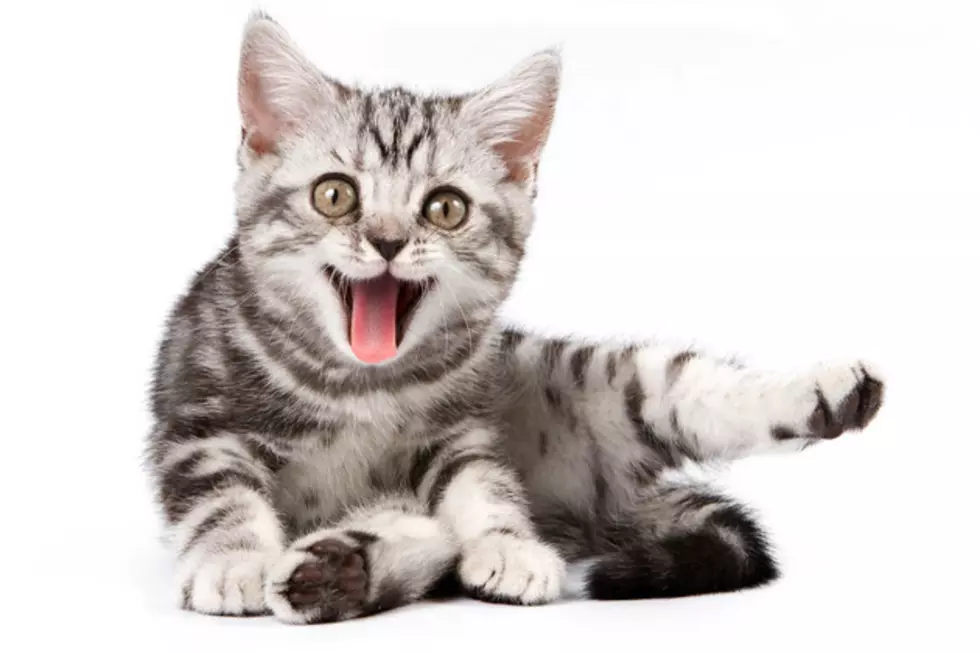 Cats Knocking Stuff Over Will Have You Rolling Over Laughing [VIDEO]