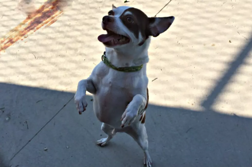 Brutus at the Tri County Humane Society is Looking for Someone to Make Him Dance [VIDEO]