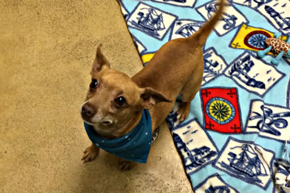 Little Carlos at the Tri-County Humane Society is Trying to Find Someone Who Will Give Him Treats [VIDEO]