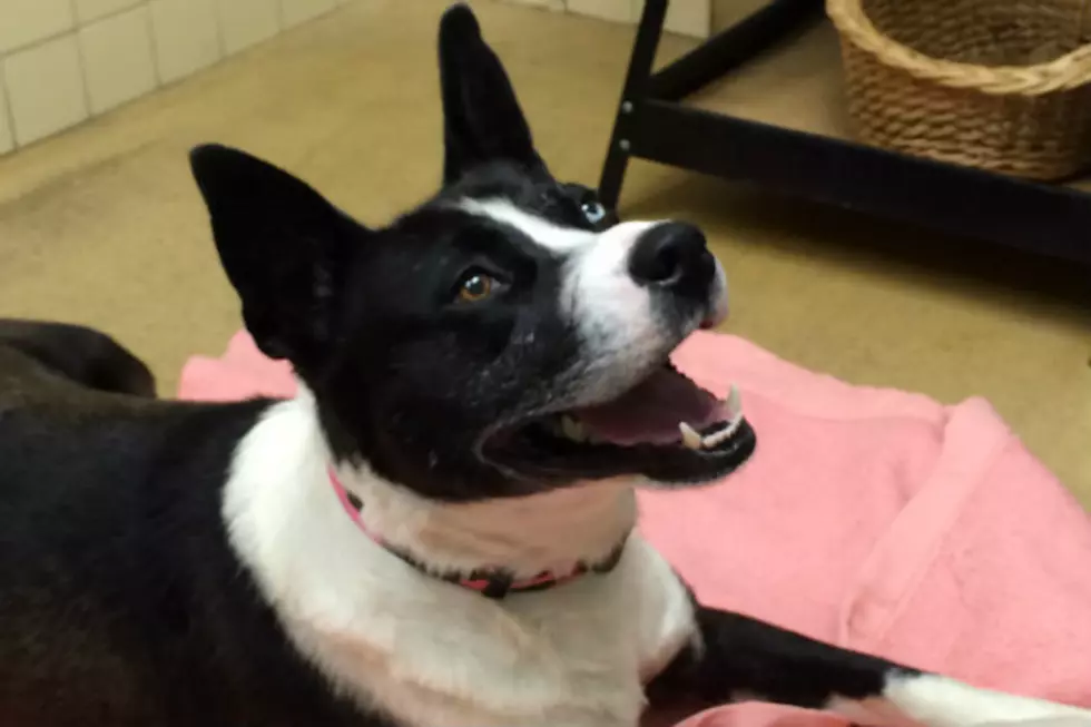 Sweet Little Ella Wants a Pal to Play With [VIDEO]