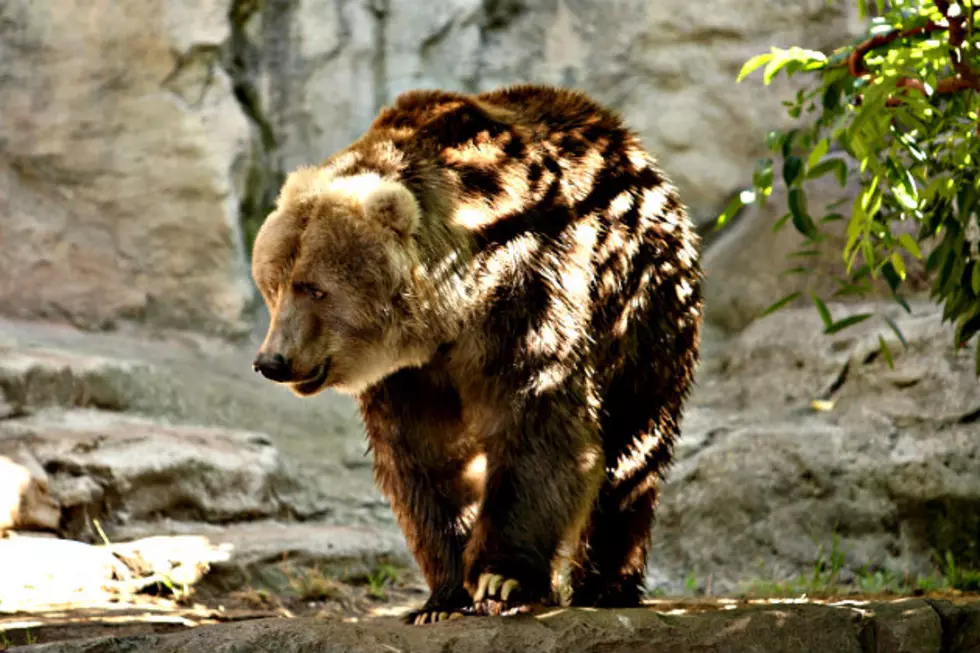 Multi-Talented Kodiak Bear Makes Incredible One Pawed Catch [VIDEO]