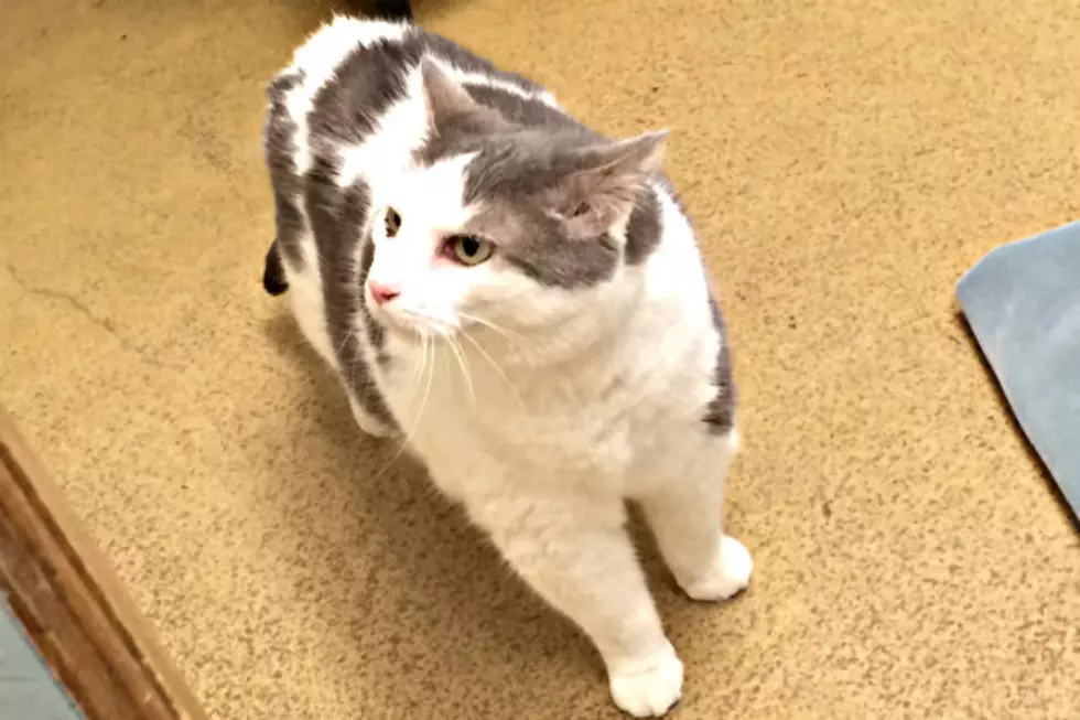 Erin at the Tri-County Humane Society is on the Hunt for a New Home [VIDEO]
