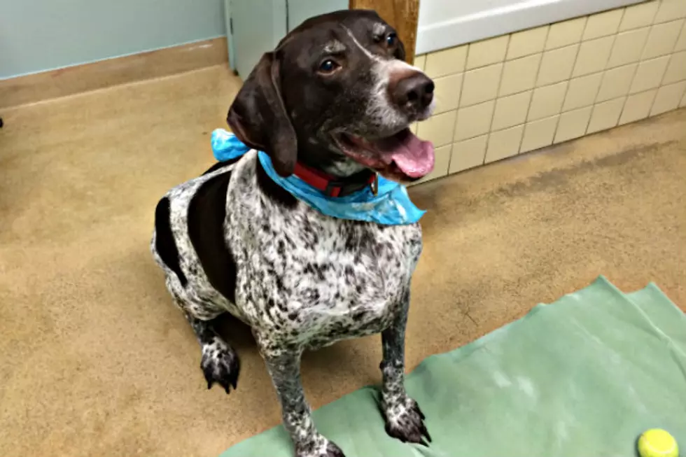 Goliath is Patiently Waiting at the Tri-County Humane Society for Someone to Play Ball With [VIDEO]