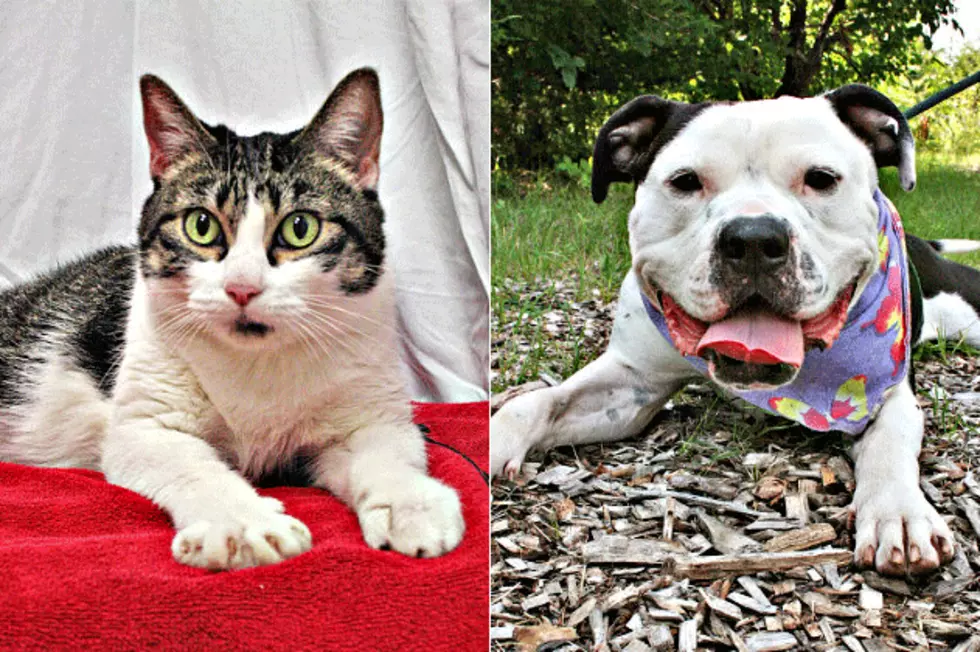 Pet Patrol: Meet Katrina and Otis