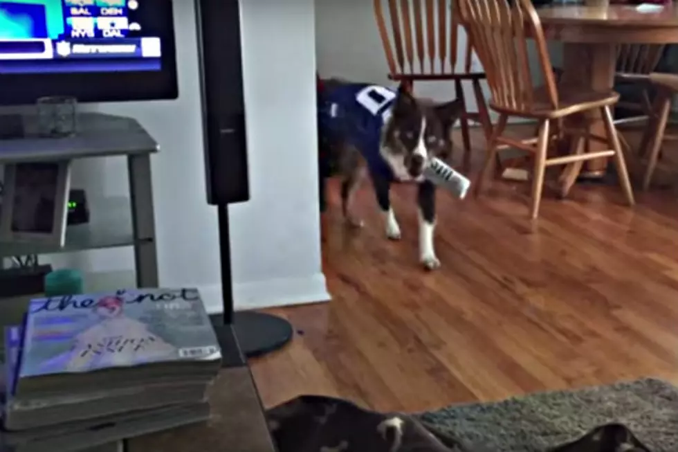 Canine Football Fan is Also the Most Genius Dog Ever [VIDEO]