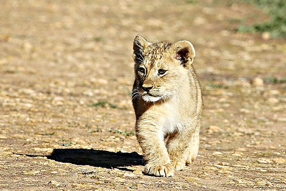 Baby Lion Tries to Show Off His Roar and Fails in the Cutest Way Possible [VIDEO]