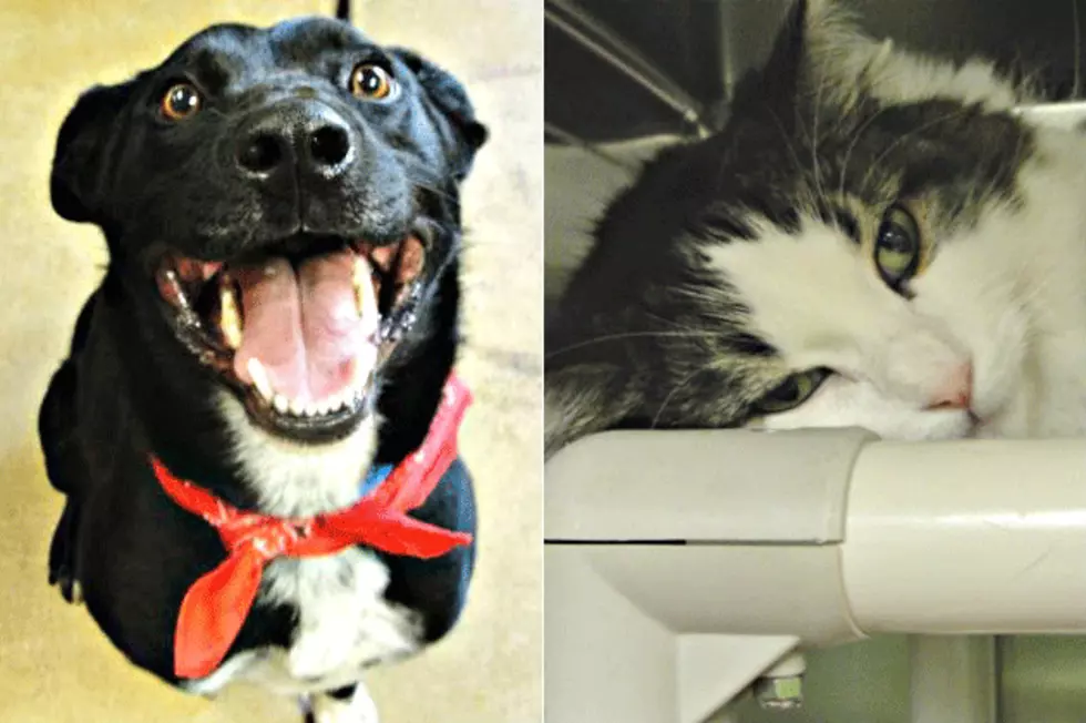 Pet Patrol: Meet Hal and Lexi