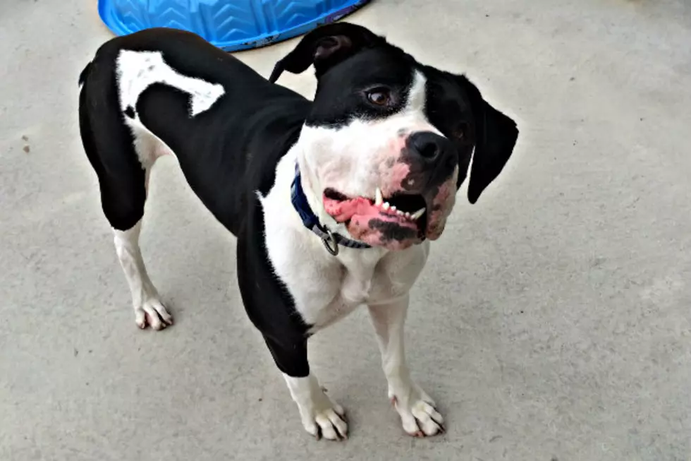 Sonata at the Tri-County Humane Society Needs a New Pal to Play With [VIDEO]