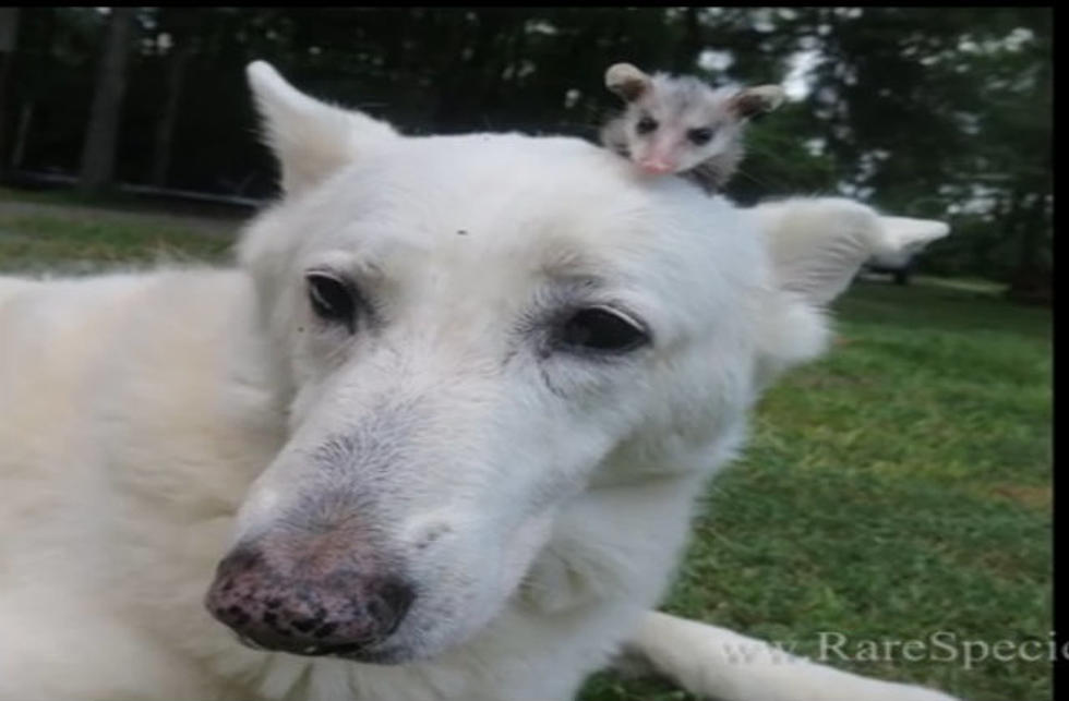 Dog Raises Baby Opossum [VIDEO]
