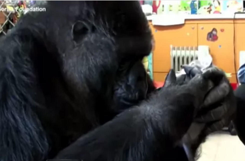 Koko The Gorilla Adopts Kittens [VIDEO]