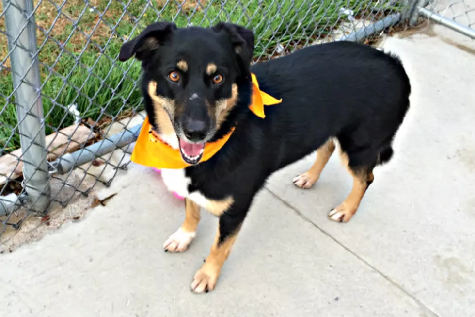 Lilly at the Tri-County Humane Society is Looking for a Good Home with a Pal to Pet Her [VIDEO]