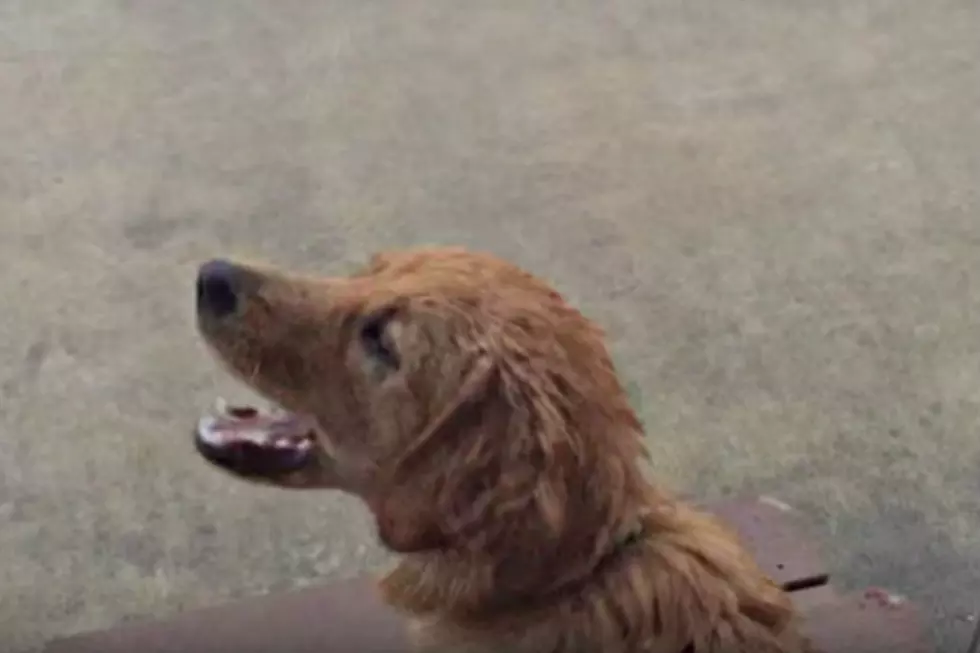 Puppy&#8217;s First Experience With Rain is Adorably Funny [VIDEO]