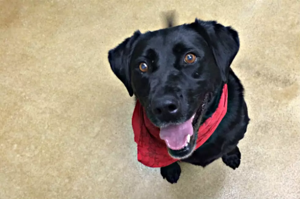 Bella is Waiting for You at the Tri County Humane Society [VIDEO]