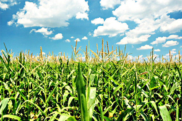 No, Corn Does Not Grow In The Ground Like A Carrot&#8230;