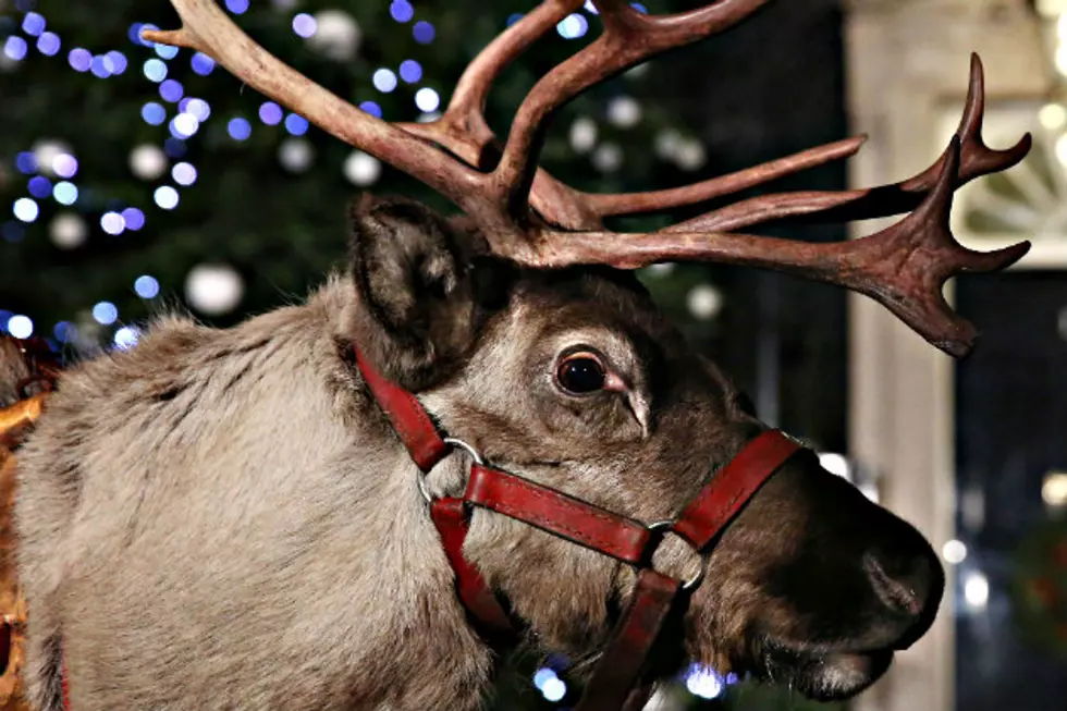 Check Out Santa&#8217;s Reindeer Helpers With Como Zoo&#8217;s &#8216;Reindeer Cam&#8217; [VIDEO]