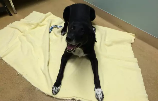 Spirited Sprocket Wants a New Home for Christmas [VIDEO]