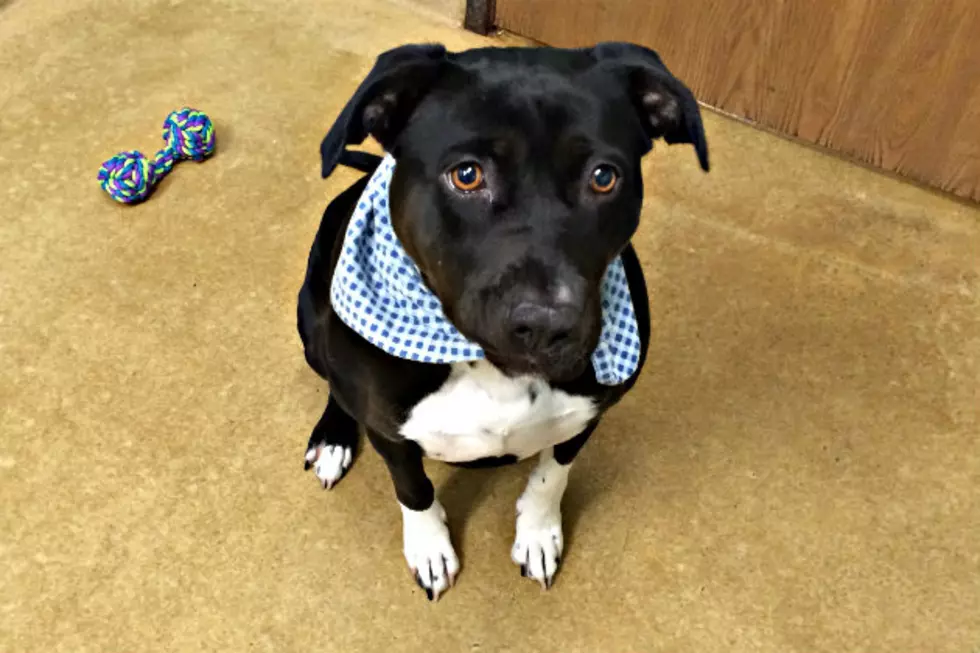 Precious Polly Waiting to Meet You at the Tri-County Humane Society [VIDEO]