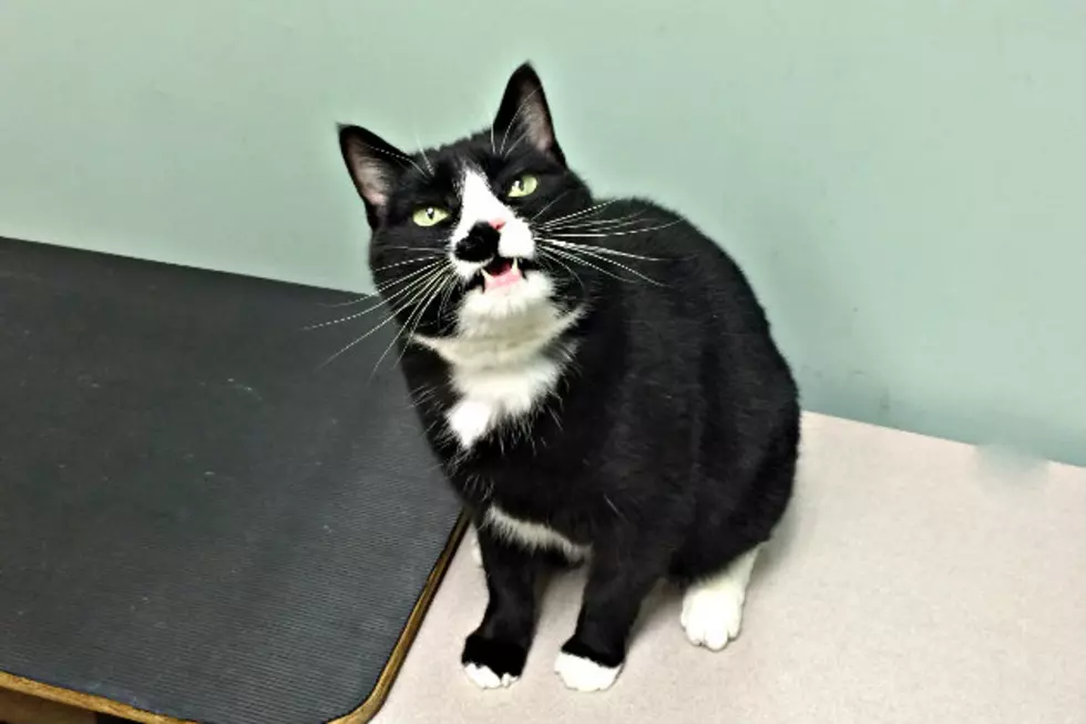 Sylvester is Sweet, Playful and Waiting for a New Pal [VIDEO]