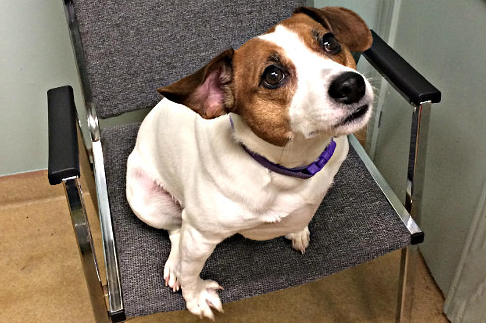 Beautiful Bella at the Tri-County Humane Society is Looking For a New Kingdom [VIDEO]
